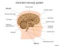Centralni-nervova-soustava-cloveka.jpg