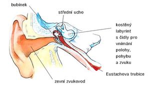 Anatomie ucha.jpg